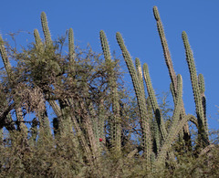 Harrisia tetracantha