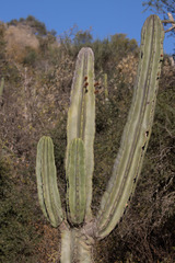 Neoraimondia herzogiana
