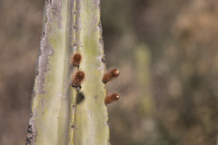 Neoraimondia herzogiana
