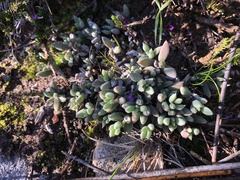 Trichodiadema occidentale