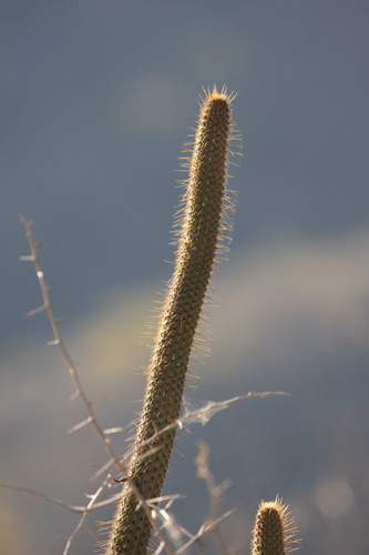 Cleistocactus candelilla (Cleistocactus candelilla)
