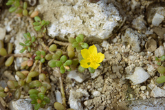 Portulaca psammotropha