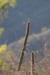 Cleistocactus candelilla