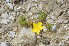 Portulaca psammotropha