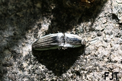 Chalcolepidius approximatus