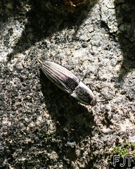 Chalcolepidius approximatus