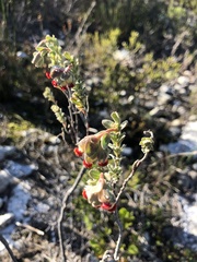 Hermannia trifoliata