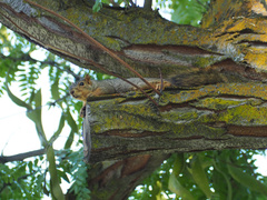 Sciurus niger