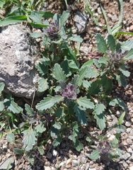 Dracocephalum foetidum