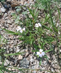 Dontostemon integrifolius
