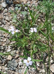 Dontostemon integrifolius
