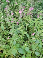 Silene dioica
