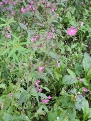 Silene dioica