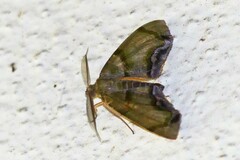 Achrosis incitata