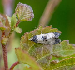 Neocochylis dubitana