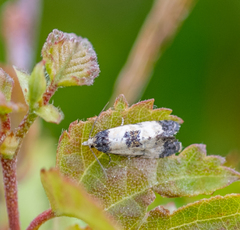 Neocochylis dubitana