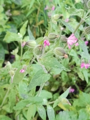 Silene dioica