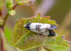 Neocochylis dubitana