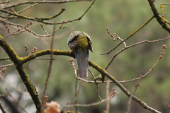 Platycercus elegans adelaidae