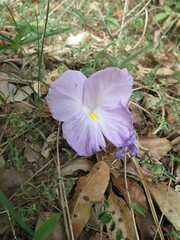 Siphonochilus aethiopicus