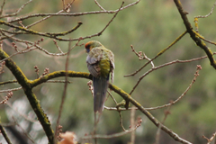 Platycercus elegans adelaidae
