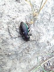 Carabus scheidleri