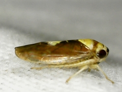 Eutettix pictus