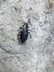 Carabus scheidleri