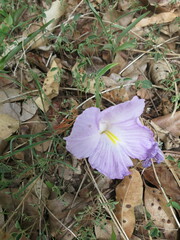 Siphonochilus aethiopicus