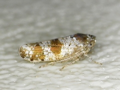 Pendarus auroalbus