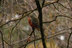 Platycercus elegans adelaidae