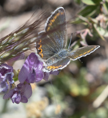 Plebejus fridayi