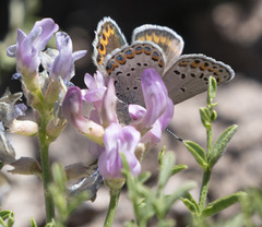 Plebejus fridayi