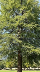 Quercus phellos