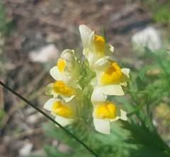 Linaria buriatica