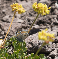 Plebejus fridayi