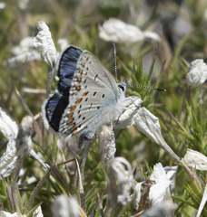 Plebejus fridayi