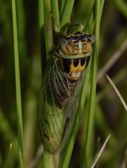 Diceroprocta delicata