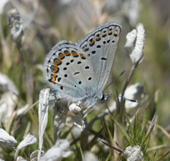 Plebejus fridayi