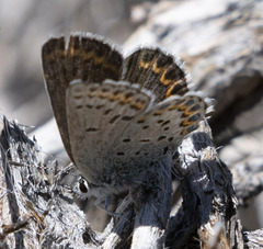 Plebejus fridayi