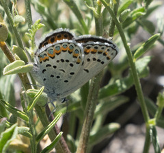 Plebejus fridayi