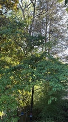 Cornus florida