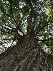 Taxodium mucronatum