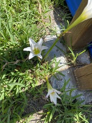 Zephyranthes longifolia