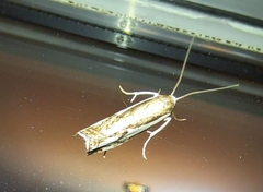 Crambus agitatellus