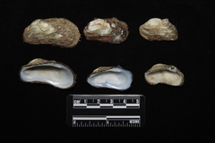 Barbatia obliquata