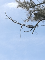 Pyrocephalus rubinus