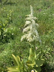 Veratrum insolitum