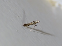 Acrocercopinae