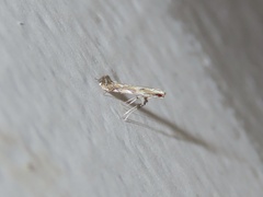 Acrocercopinae